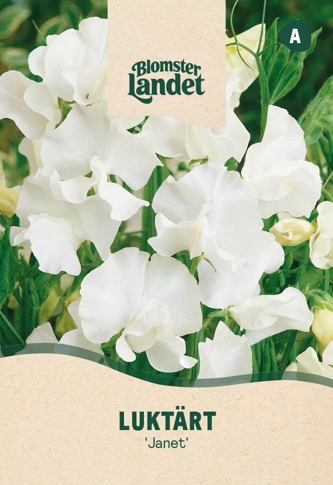Luktärt Janet