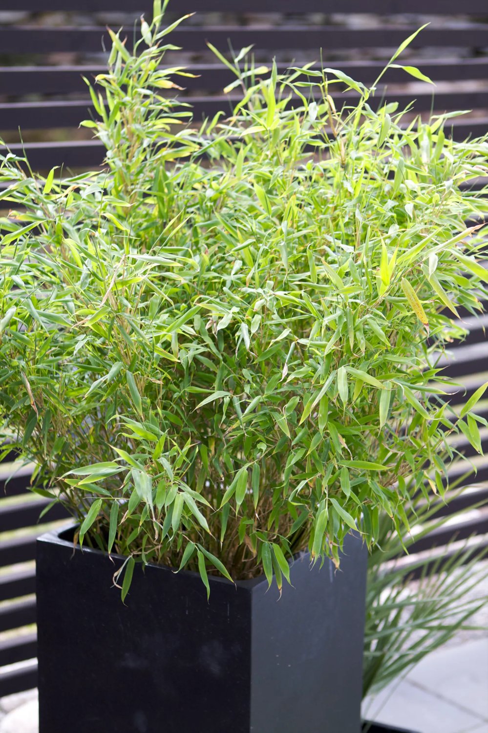 Bergbambu 'Bimbo' 28 cm 80-100 cm MPS