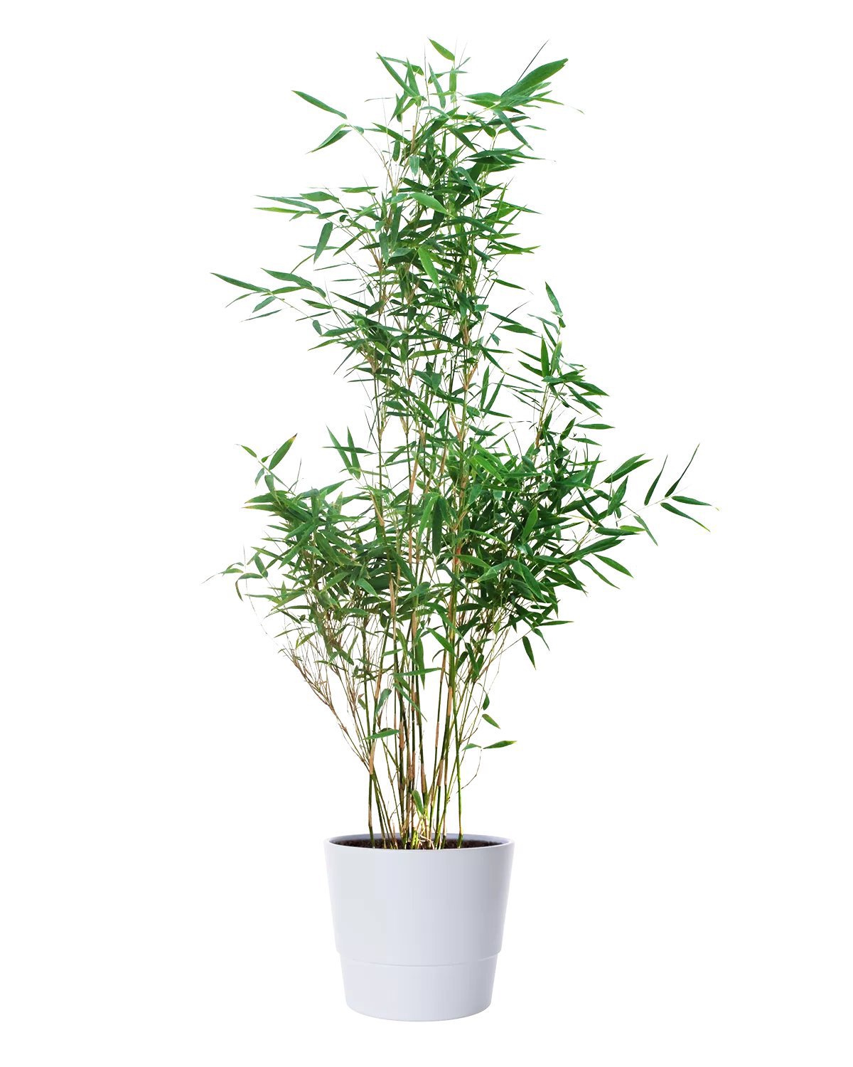 Produktbild på Bergbambu 'Dino'