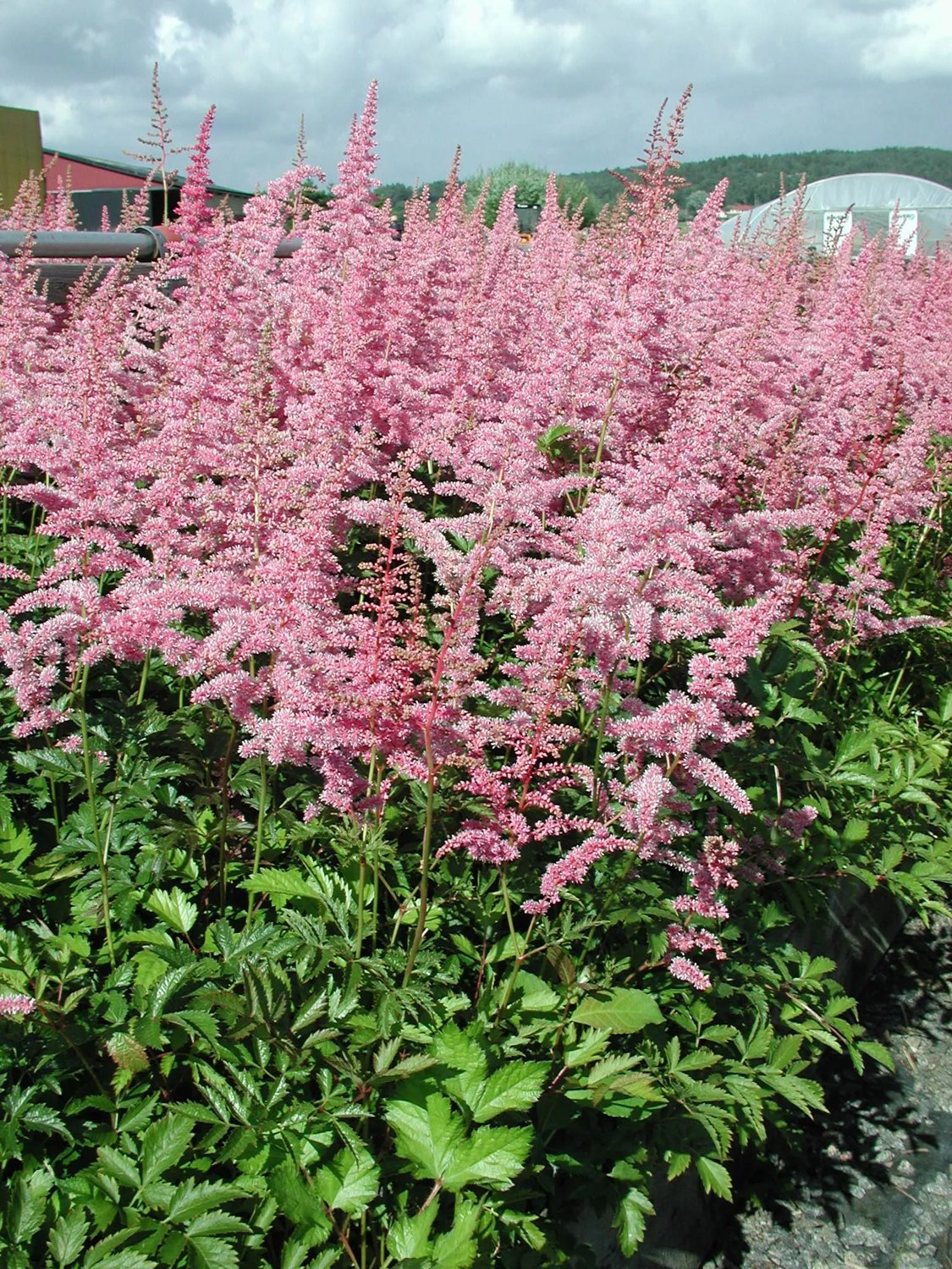 Produktbild på Astilbe 'Cattleya'
