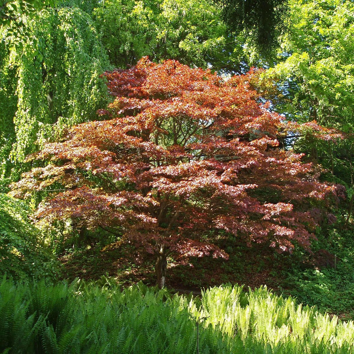 Produktbild på Japansk lönn 'Atropurpureum'