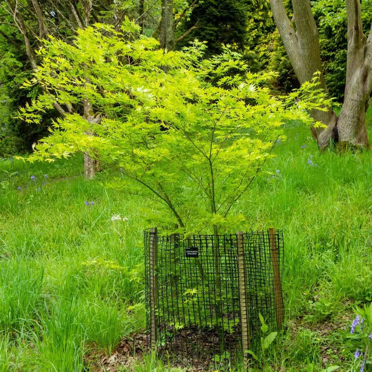 Produktbild på Japansk lönn 'Going Green'