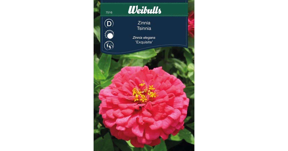 Zinnia Exquisite