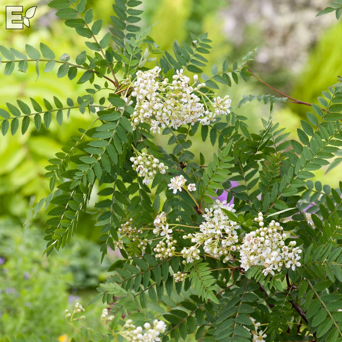 Liten pärlrönn 3.5 liter 40-60 cm E-planta