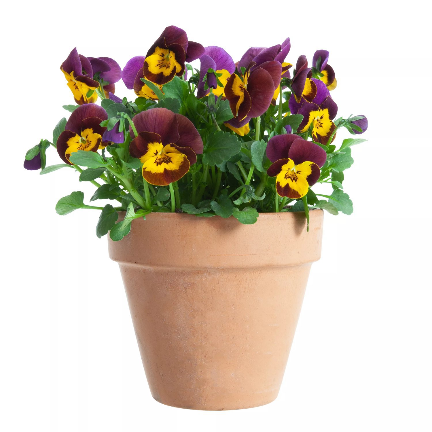 Småblommig pensé, vinröd/gul 12 cm 15-20 cm