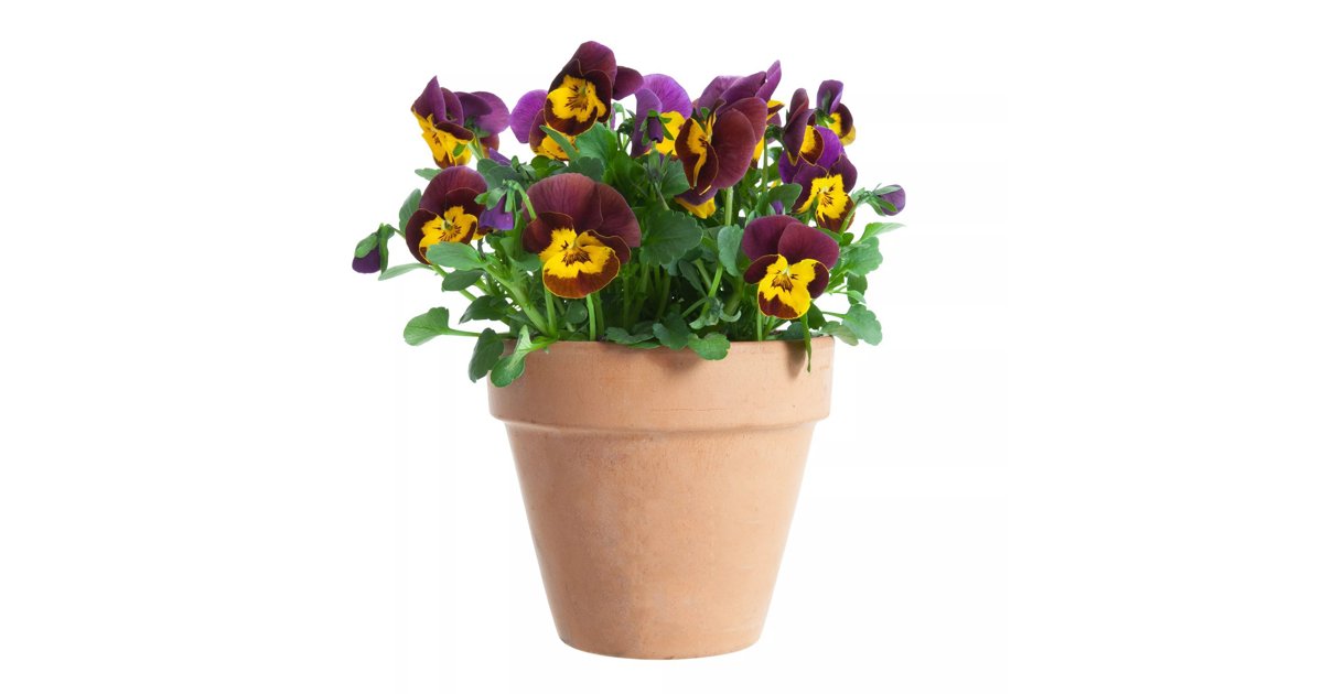 Småblommig pensé, vinröd/gul 12 cm 15-20 cm