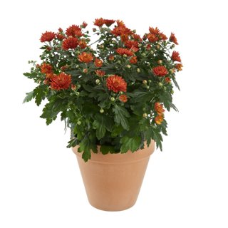 Produktbild på Bollkrysantemum, orange