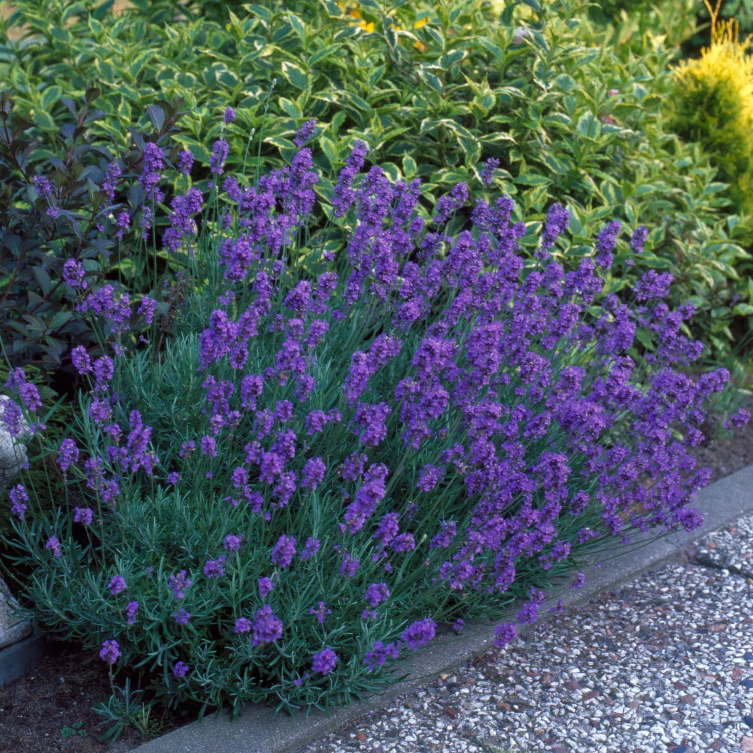 Produktbild på Lavendel 'Hidcote'