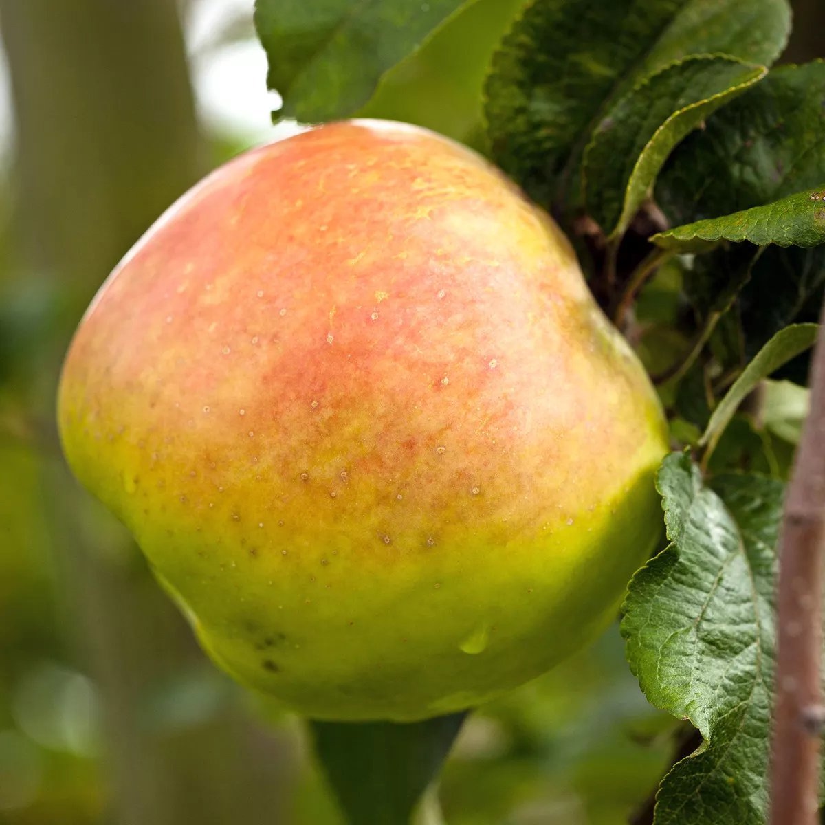 Äppleträd 'Filippa' A2 2-3 års träd 150-180 cm Grönt kulturarv