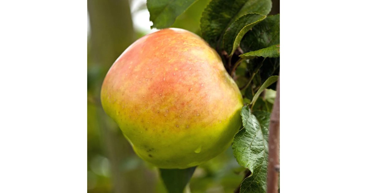 Äppleträd 'Filippa' A2 2-3 års träd 150-180 cm Grönt kulturarv