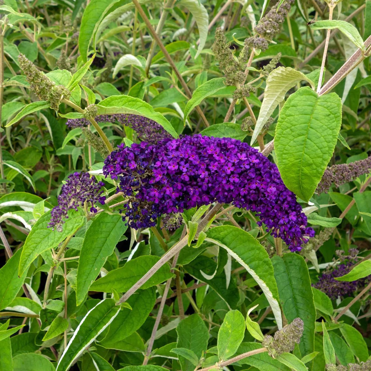Syrenbuddleja GROOVY GRAPE 5 liter 60-80 cm