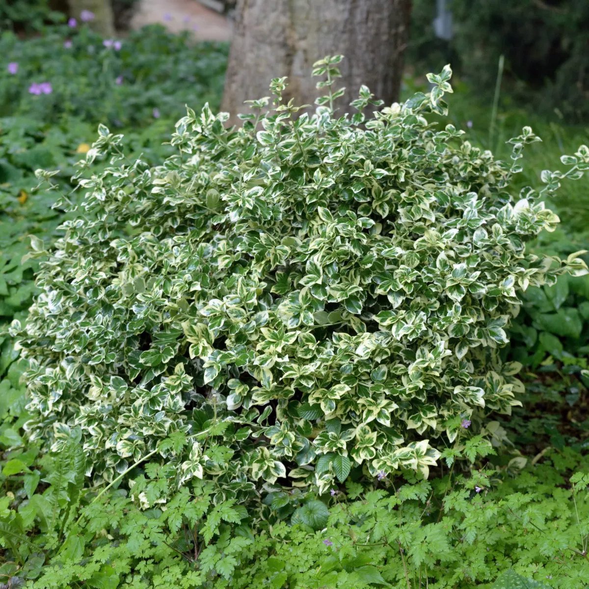 Produktbild 1 på Klätterbenved 'Emerald Gaiety'