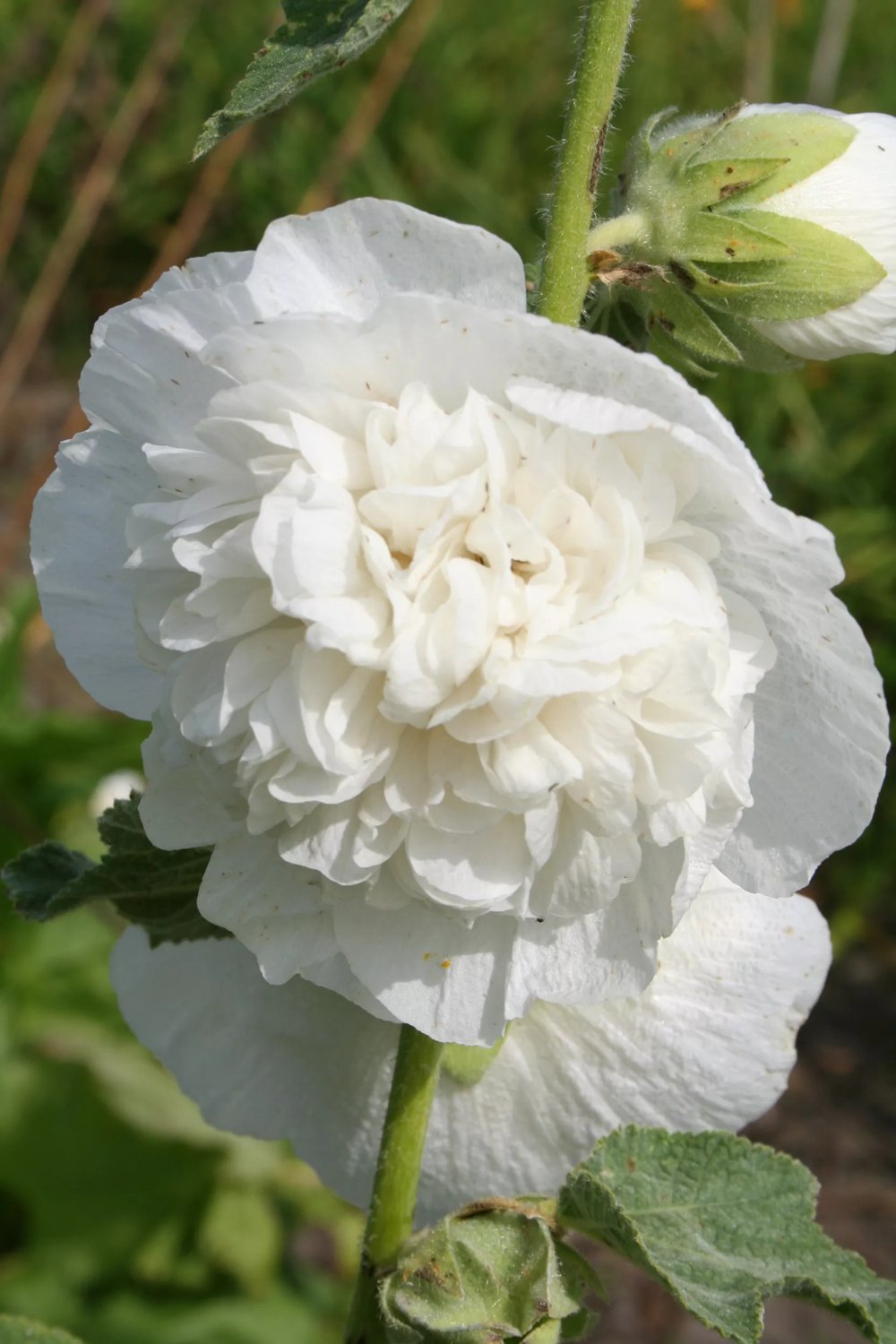 Produktbild på Stockros CHATER'S DOUBLE WHITE