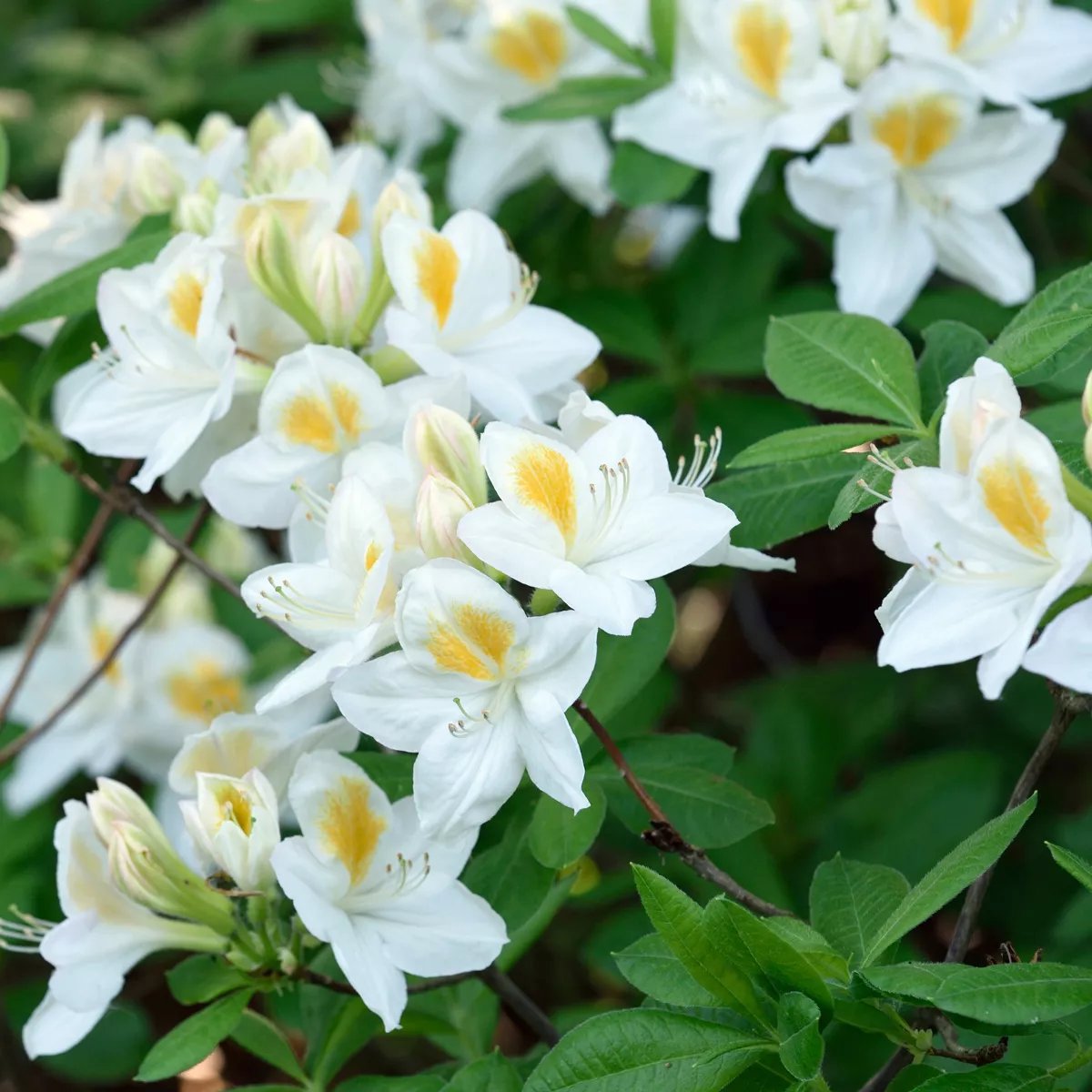 arctic tern rhododendron Rhododendron Arctic Tern 3L Pot