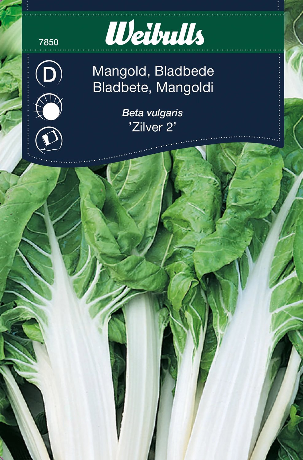 Mangold Zilver 2