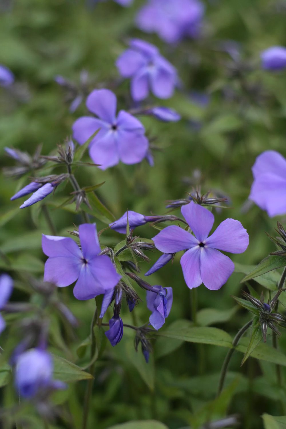 Produktbild på Blåflox 'Blue Moon'