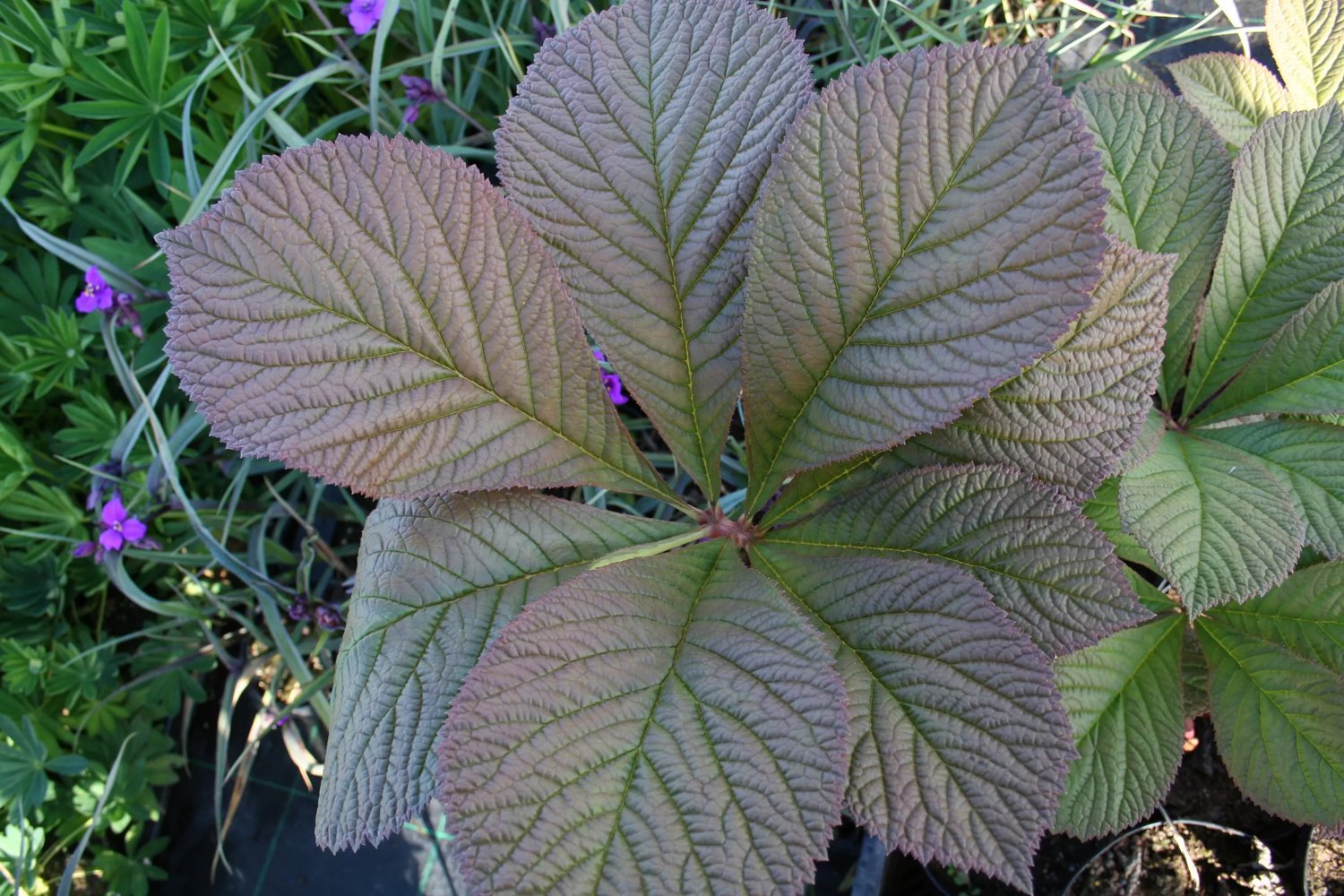 Produktbild på Fingerrodgersia