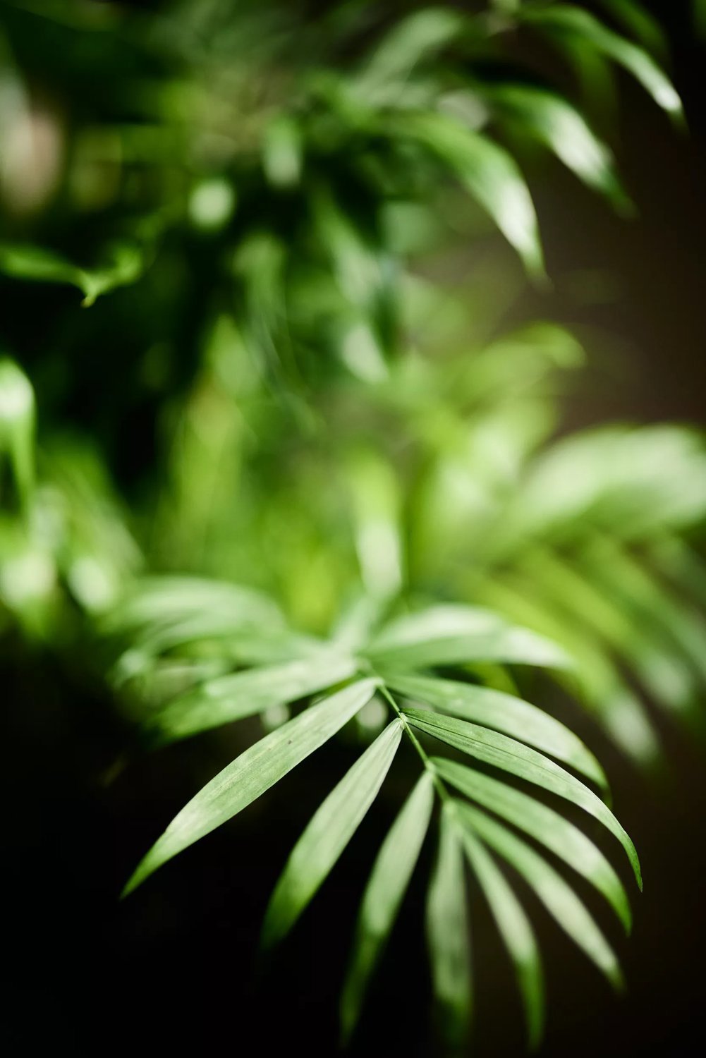 Produktbild på Bergpalm