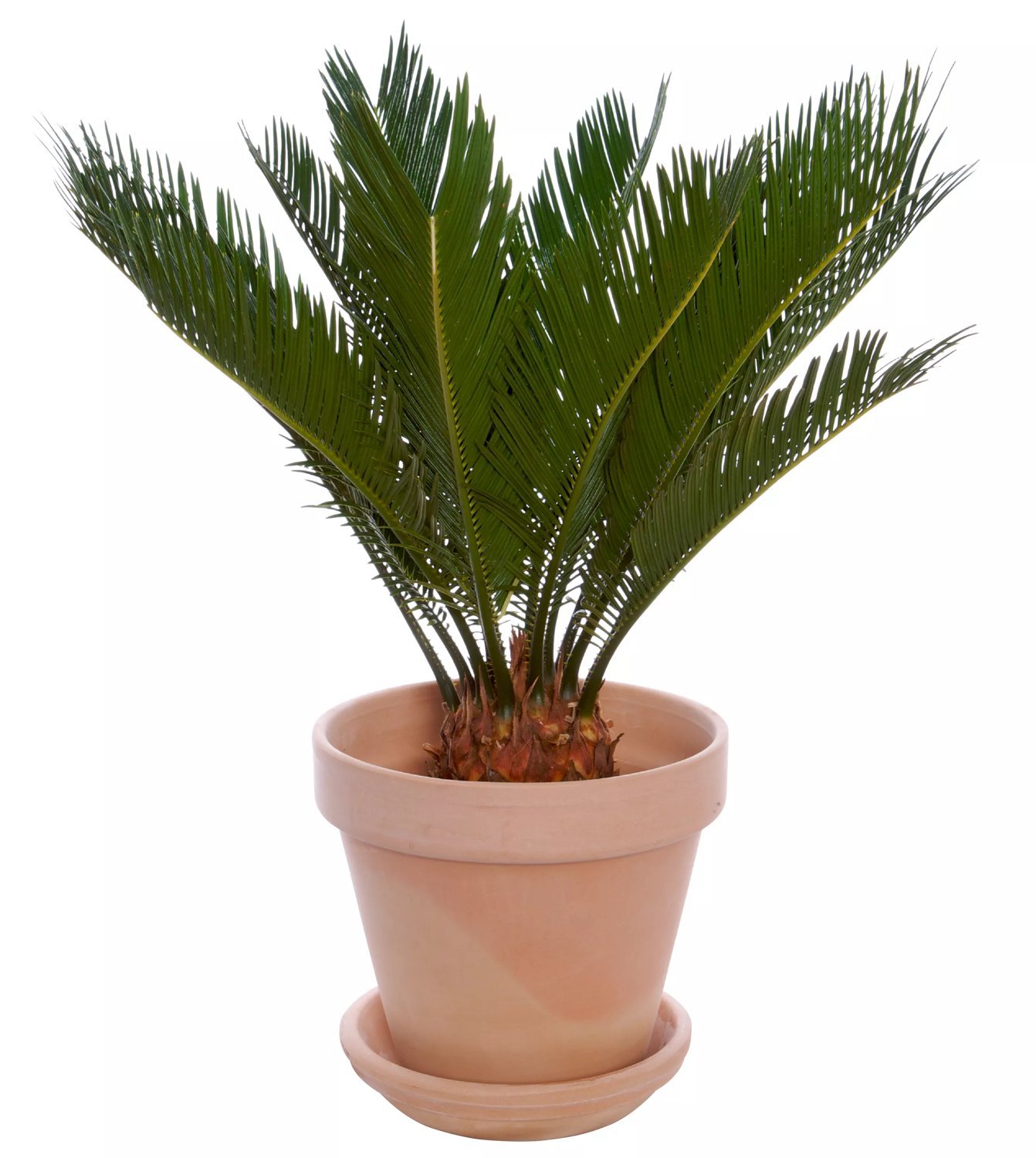 Produktbild på Japansk kottepalm