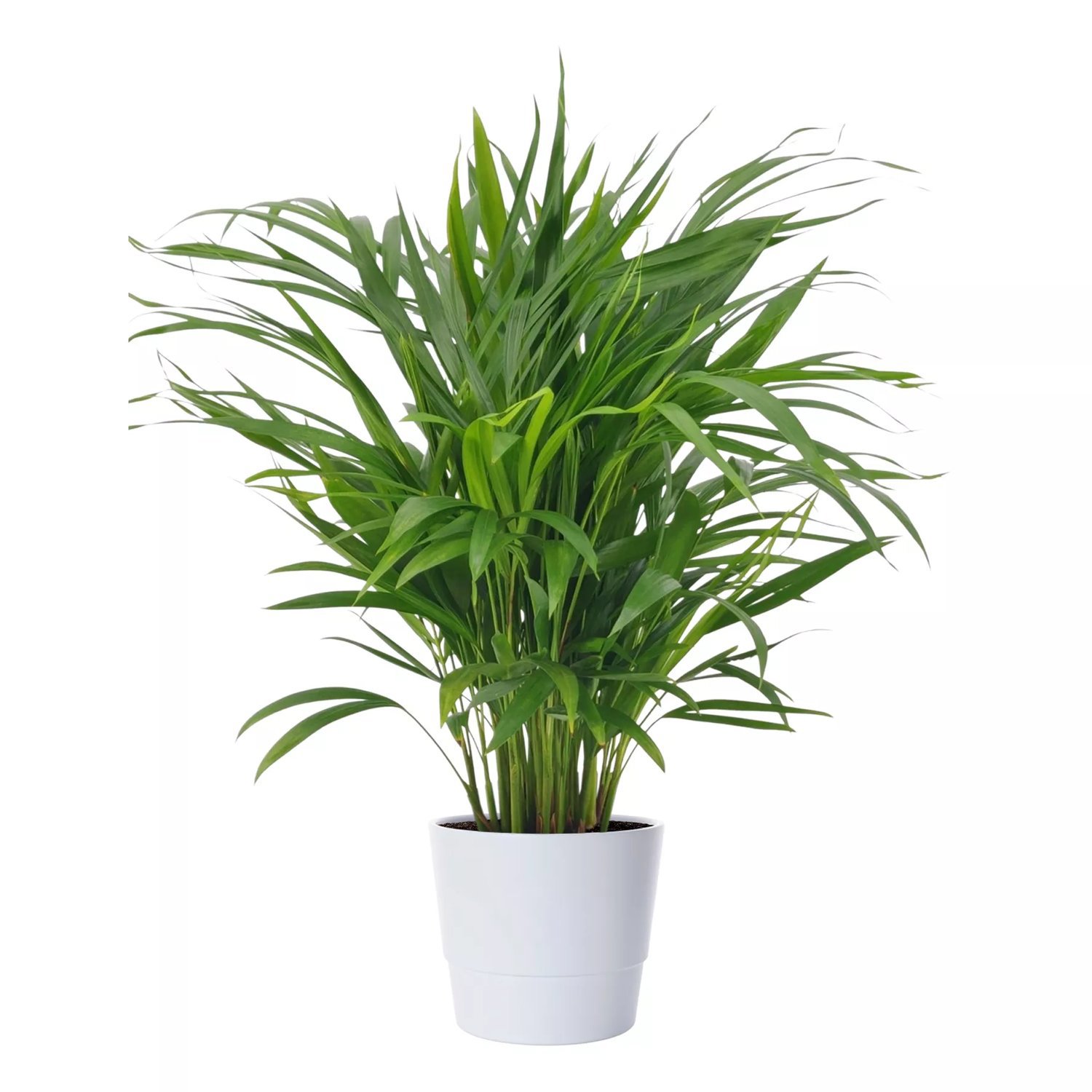 Produktbild på Guldpalm