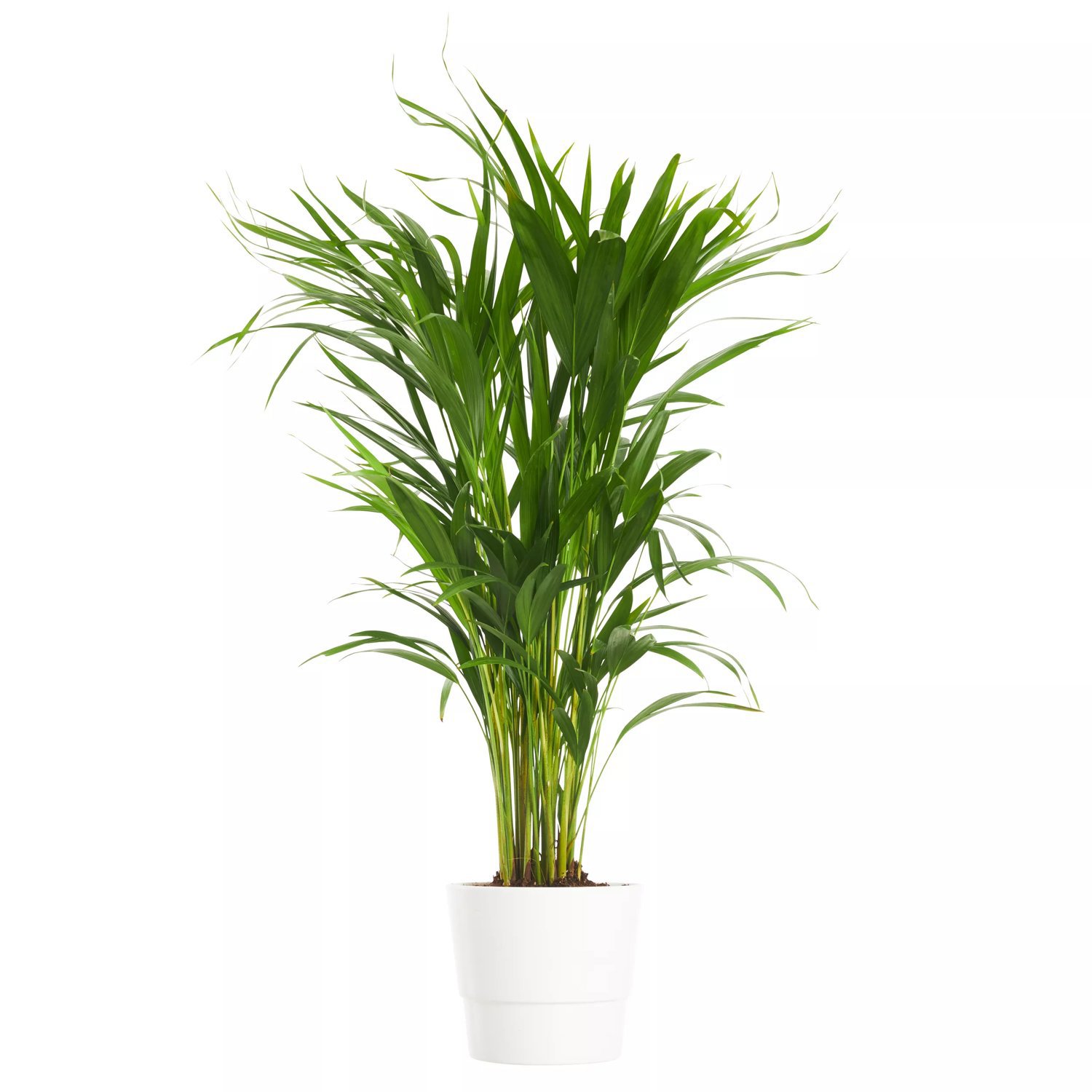 Produktbild på Guldpalm