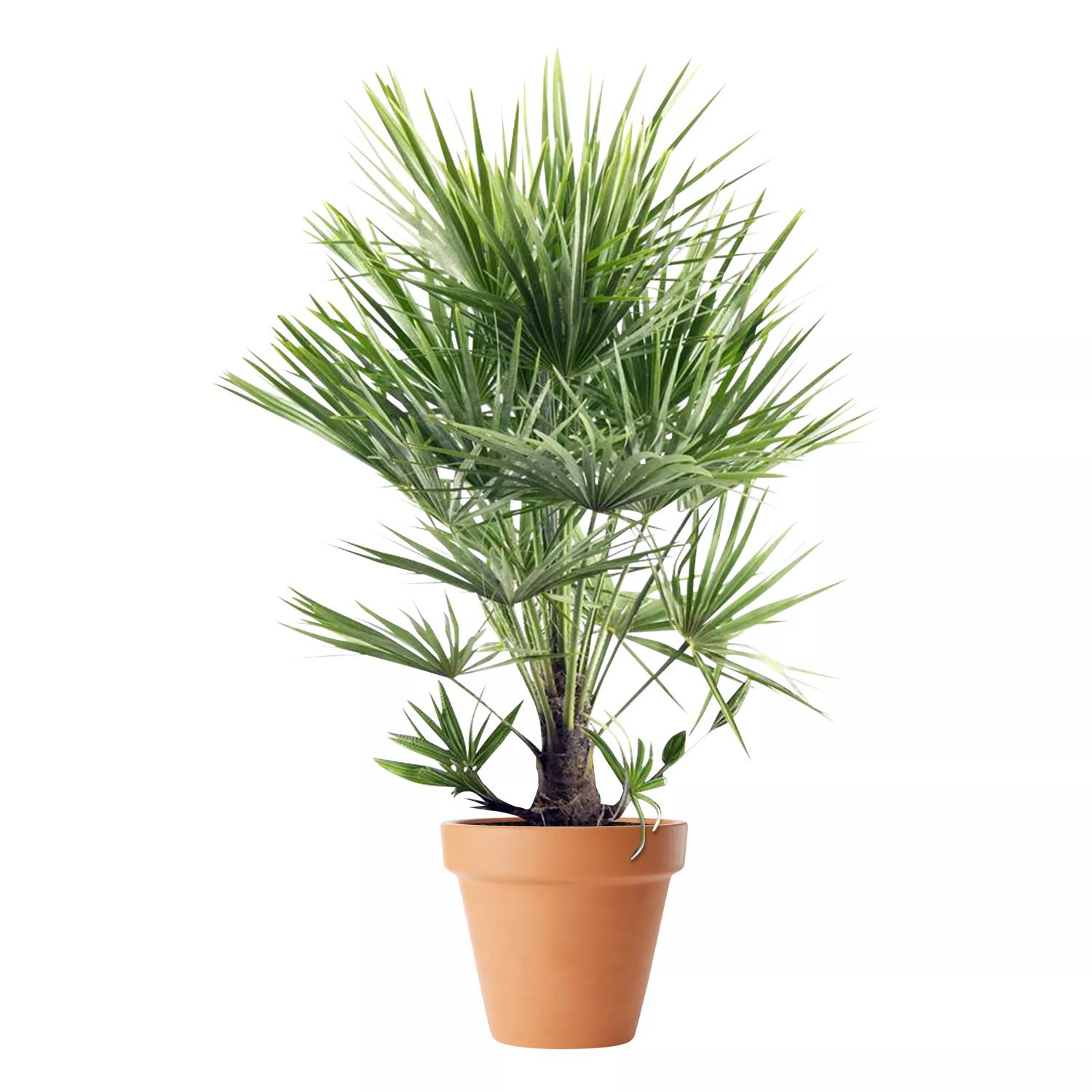 Produktbild på Dvärgpalm