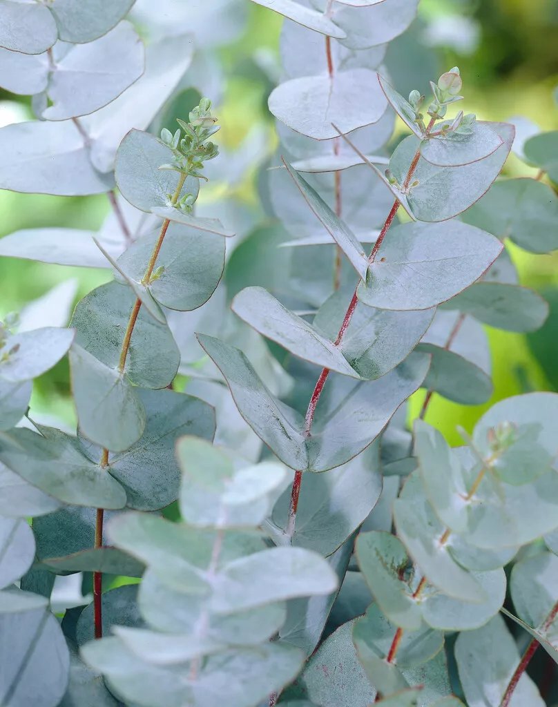 Produktbild på Silverbladig bergseukalyptus 'Baby Blue'