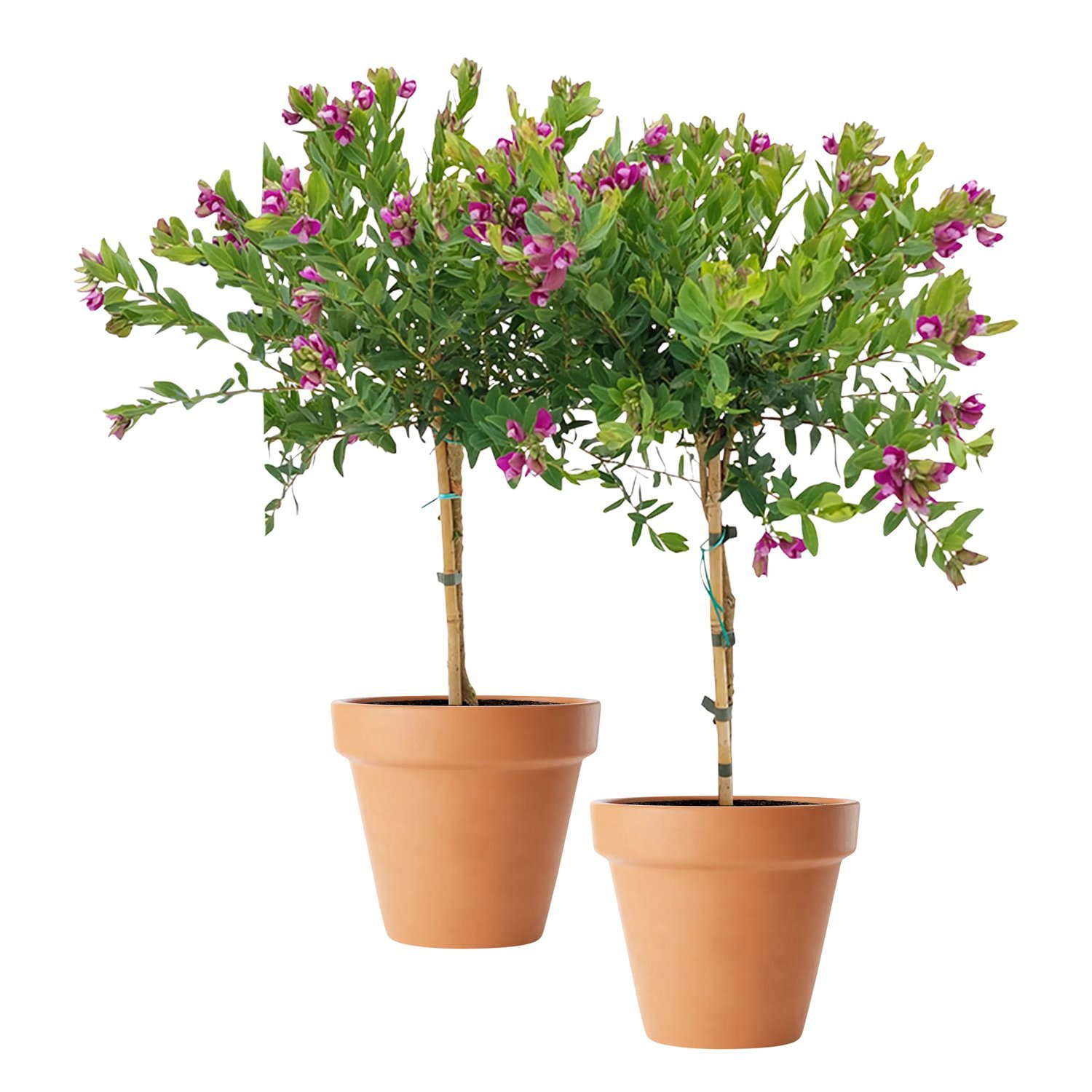 Produktbild på Myrtenjungfrulin
