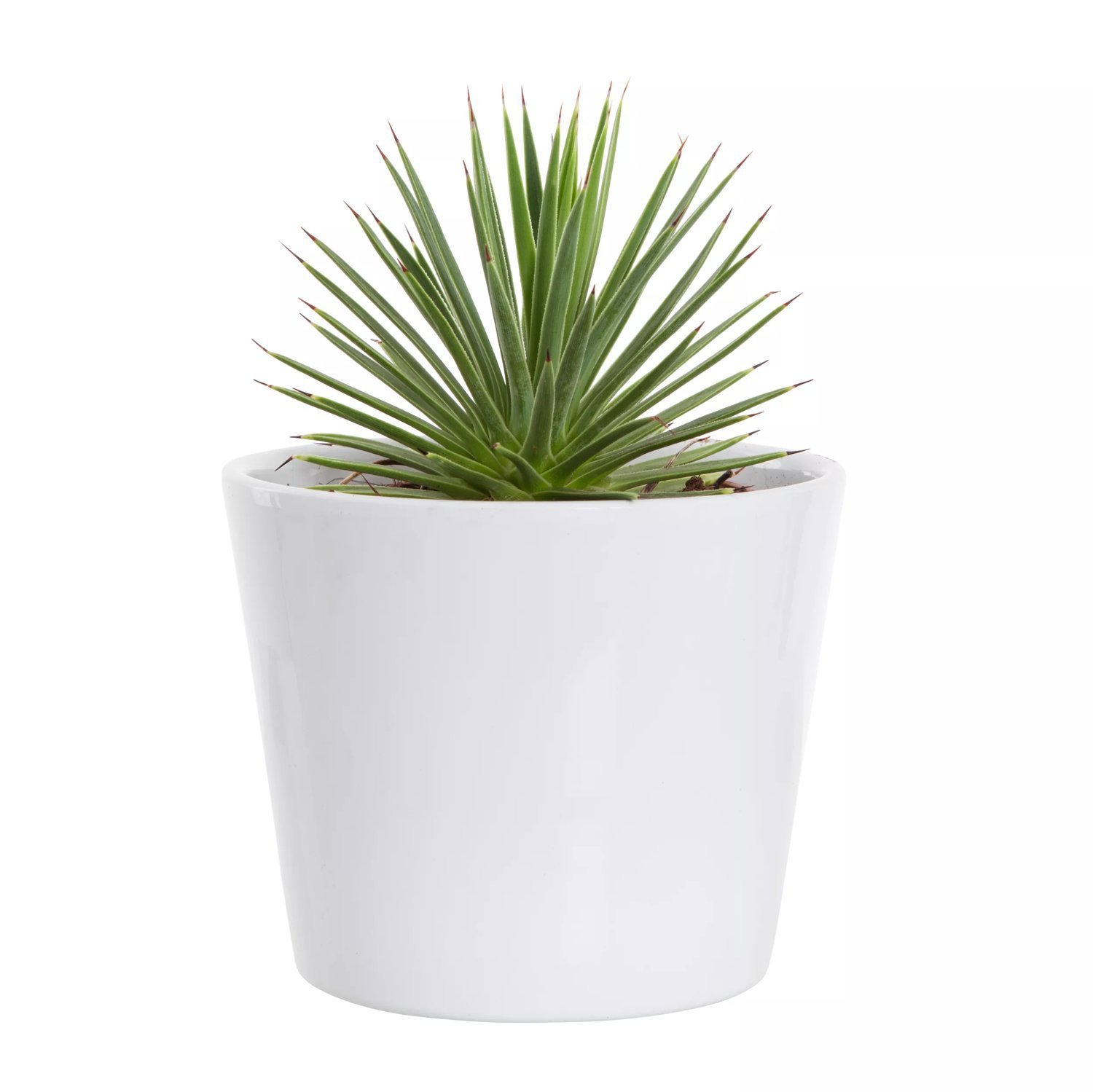 Produktbild på Pikagave 'Nana'