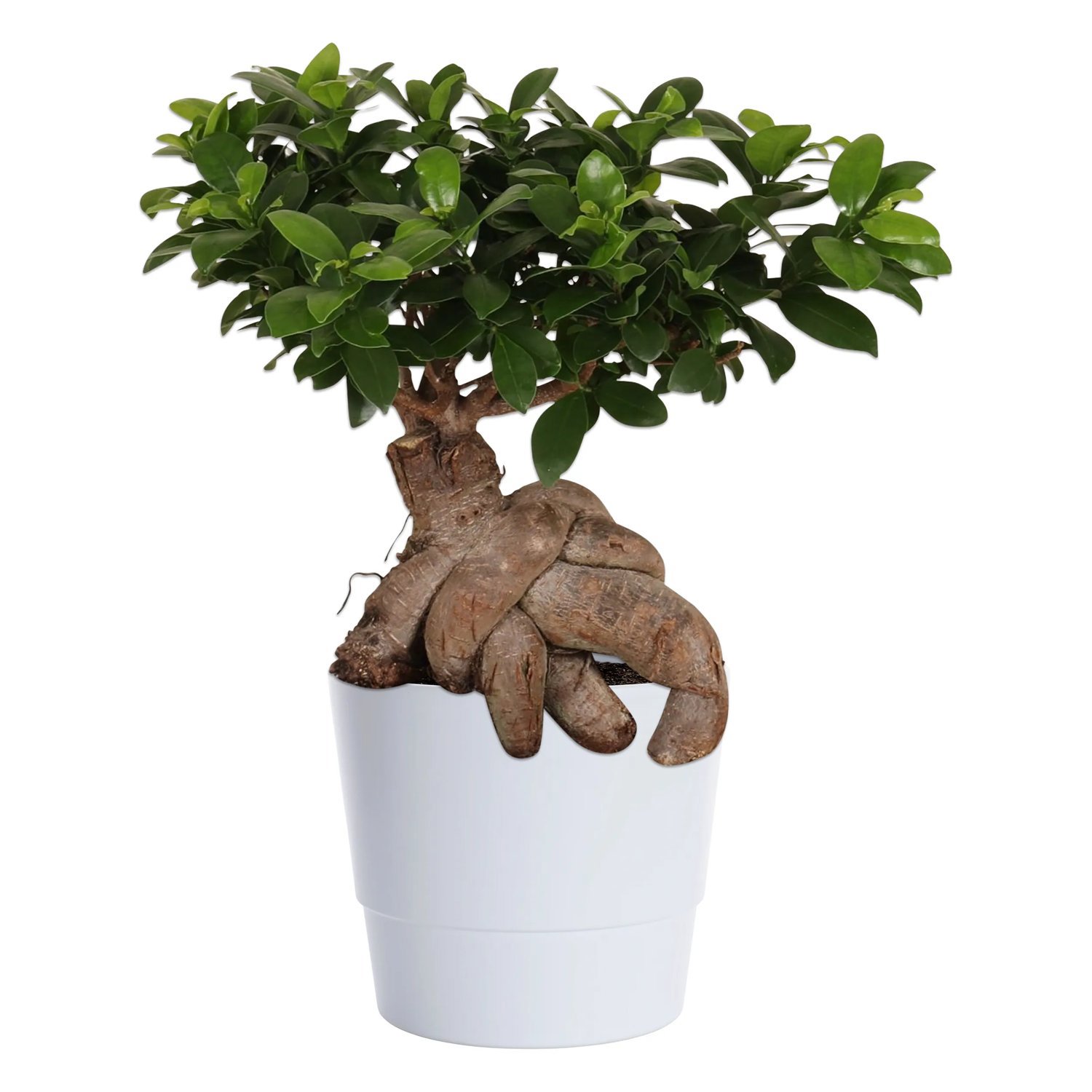Produktbild på Citronfikus