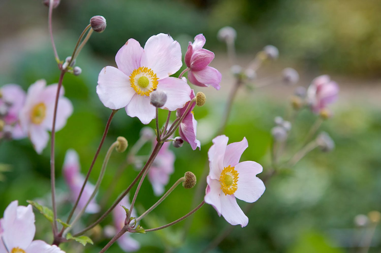 Höstanemon rosa 3 liter MPS