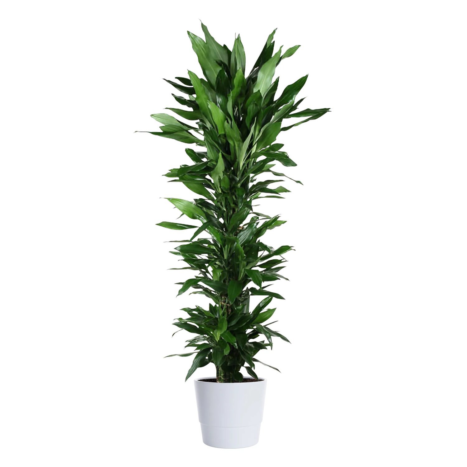 Produktbild på Banddracena 'Janet Lind'