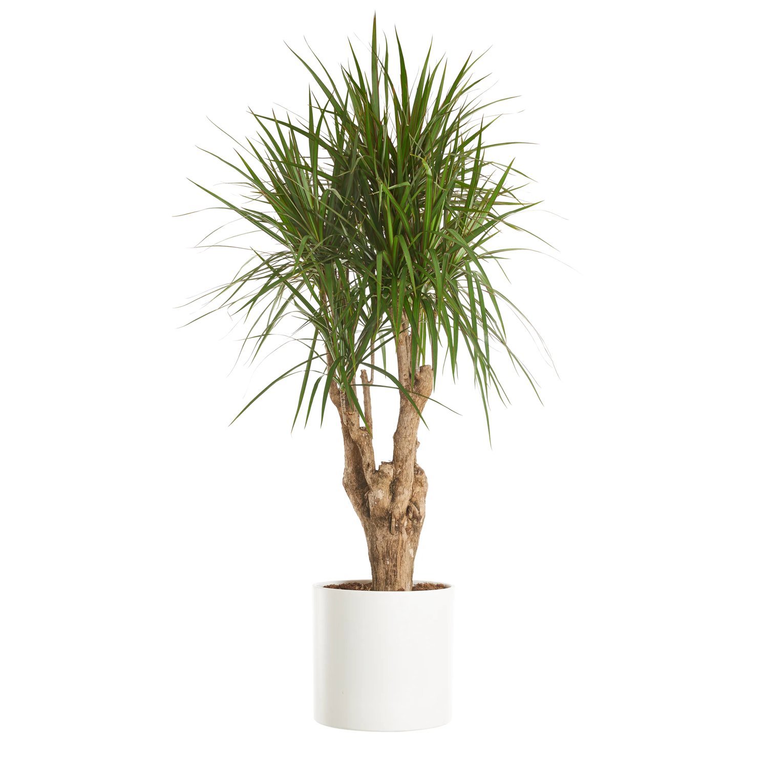 Produktbild på Kantdracena