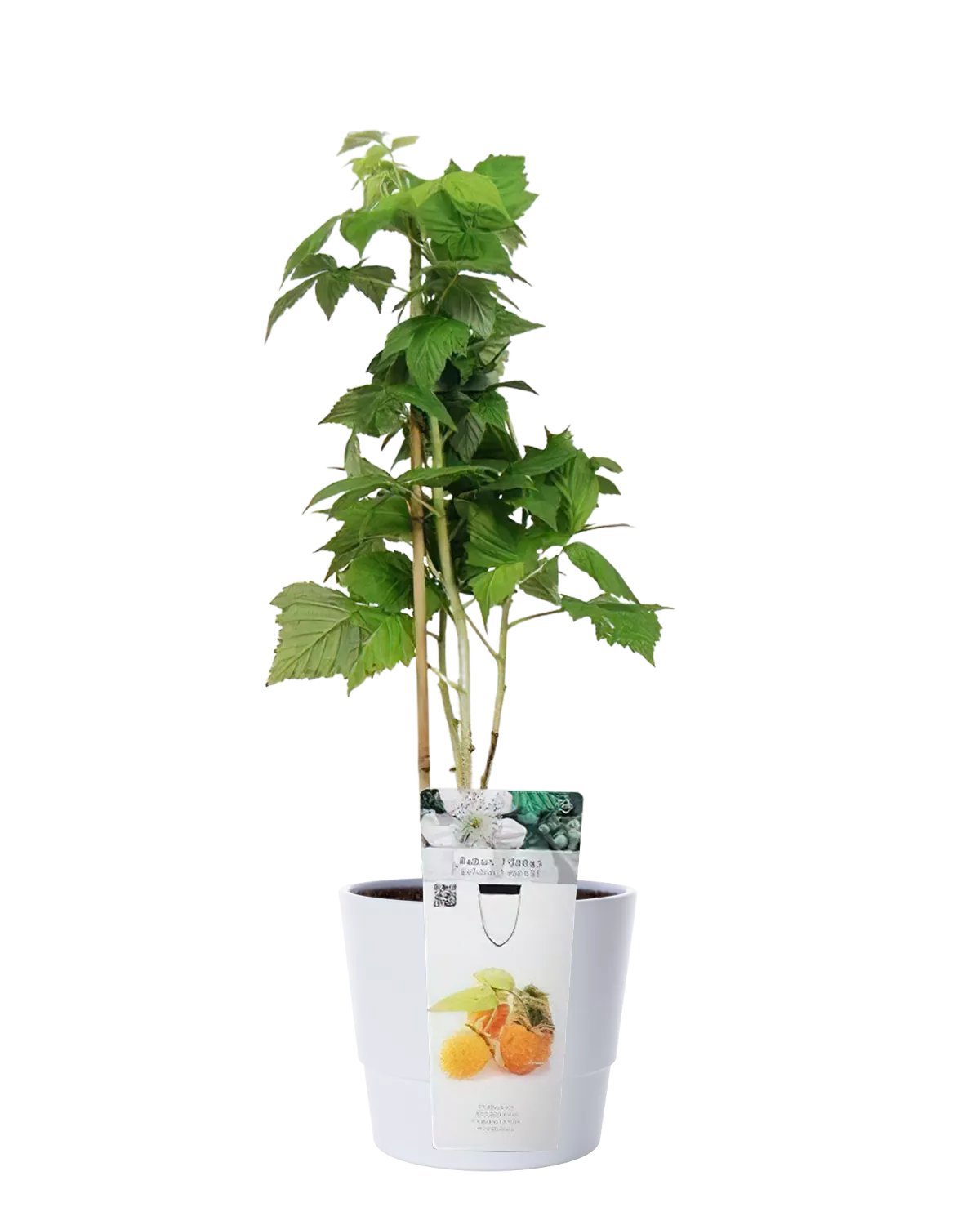 Produktbild på Trädgårdshallon 'Golden Everest'