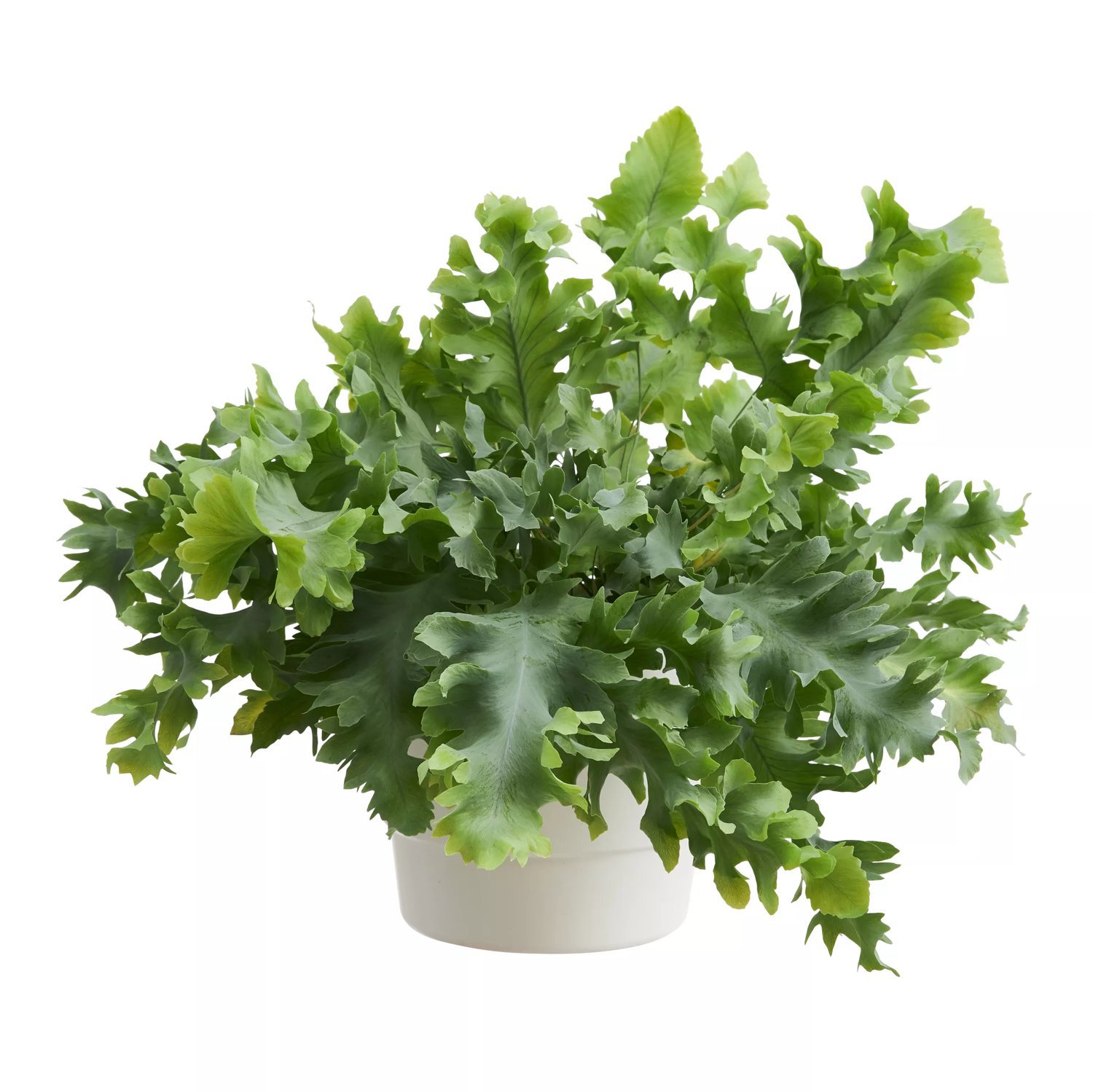 Hartassbräken DAVANA 17 cm 40-50 cm MPS