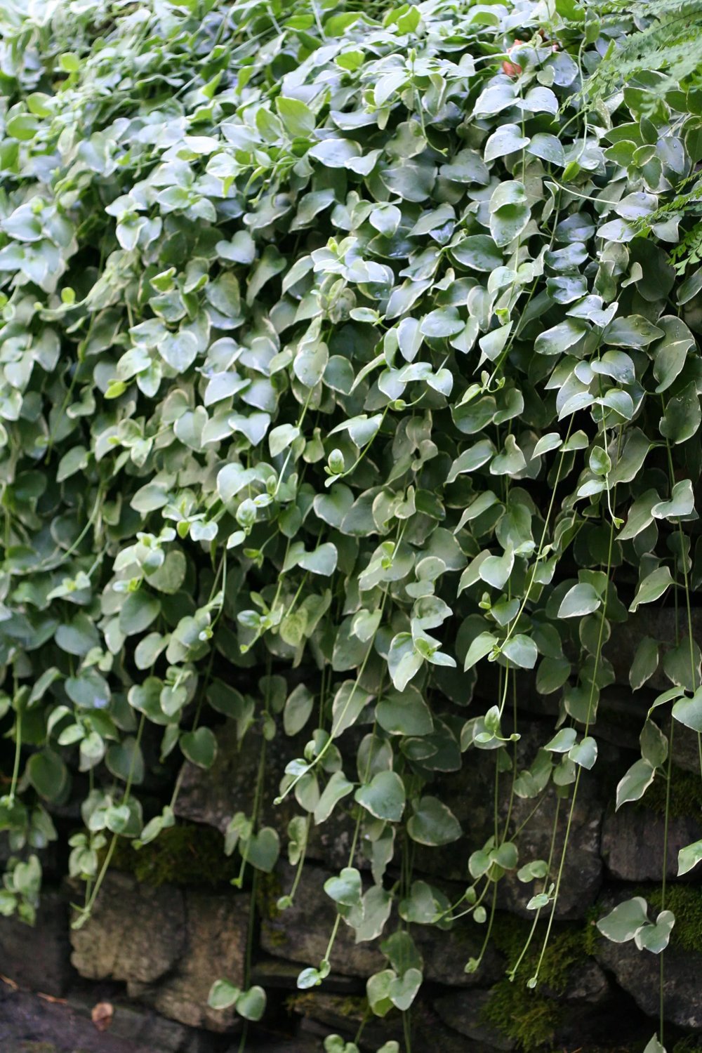 Produktbild på Stor vintergröna 'Variegata'