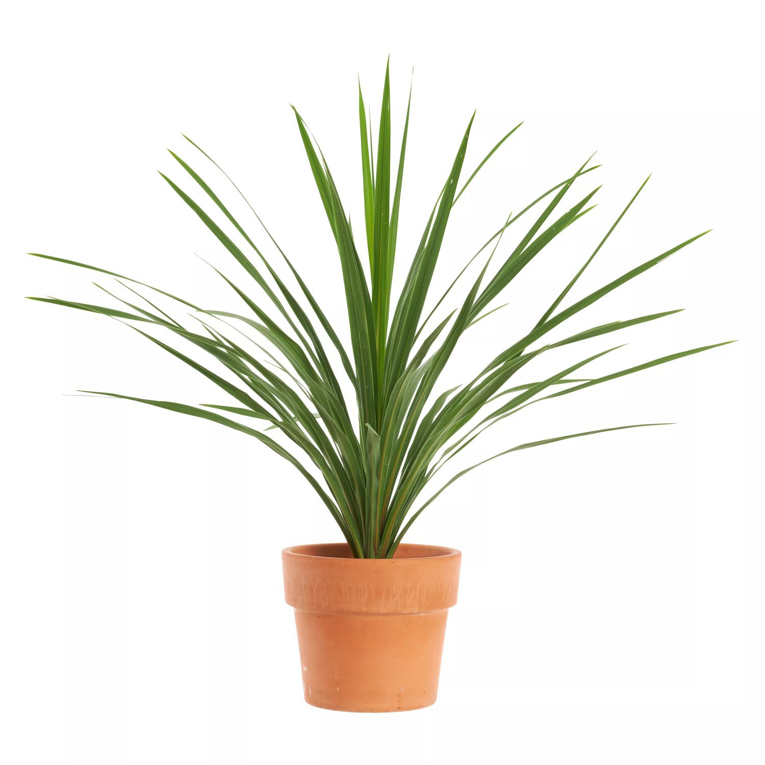Produktbild på Syddracena 'Peko'