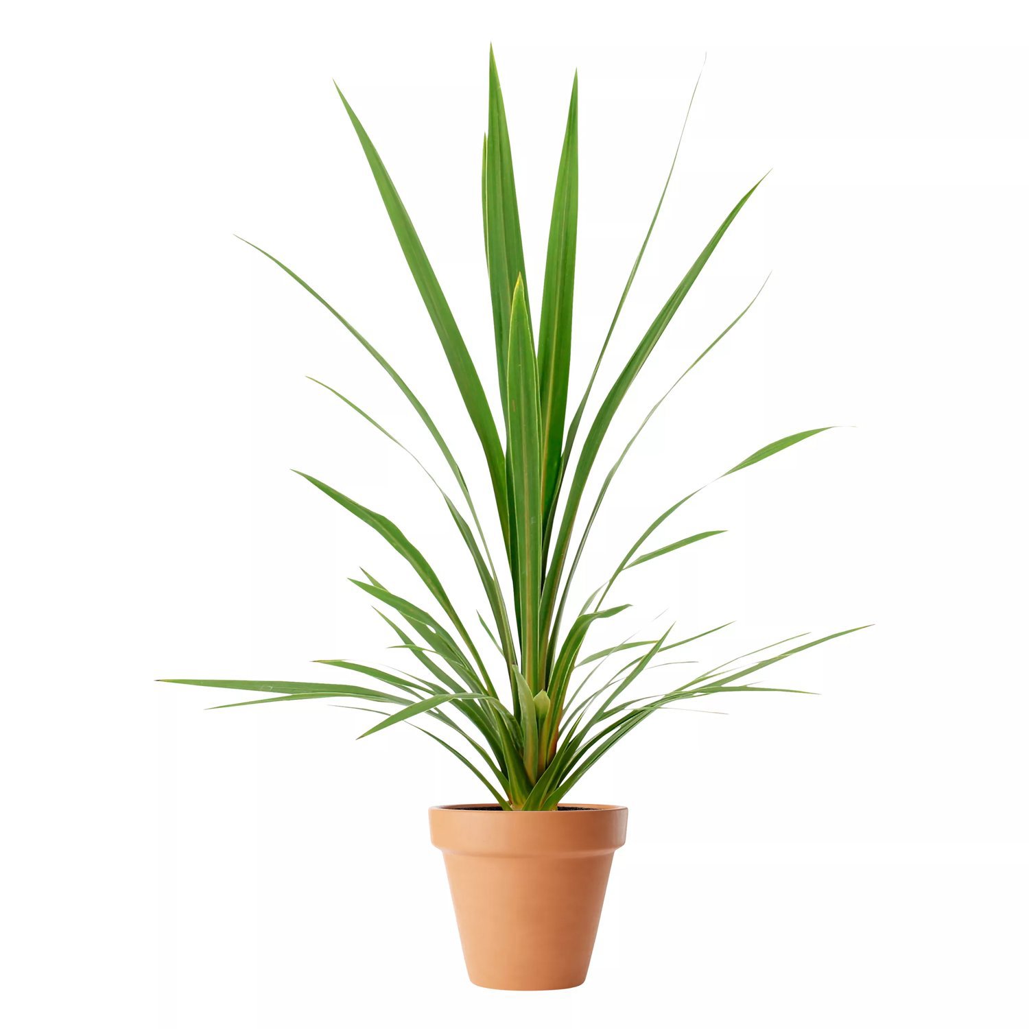Produktbild på Syddracena GREEN STAR
