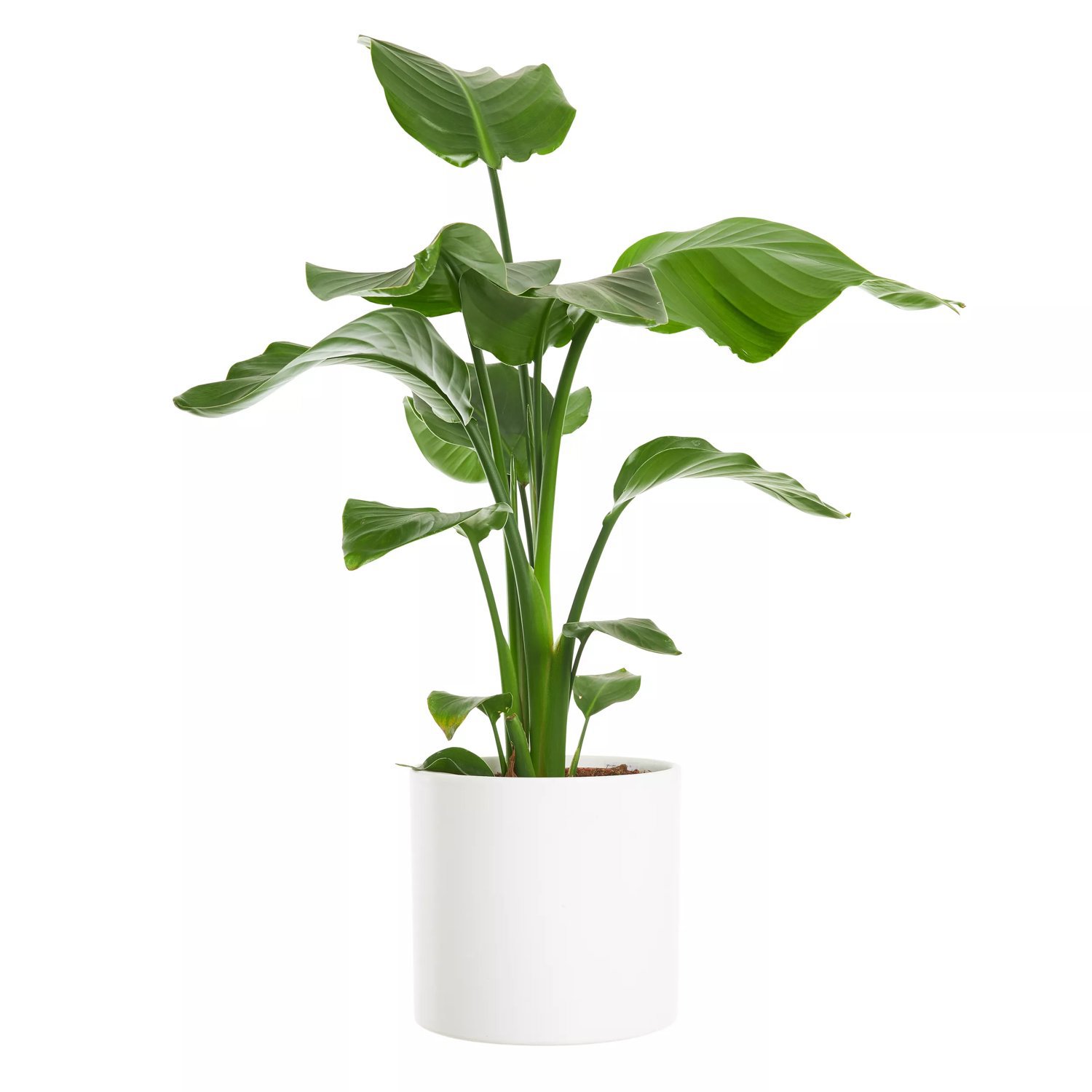 Produktbild på Vit papegojblomma