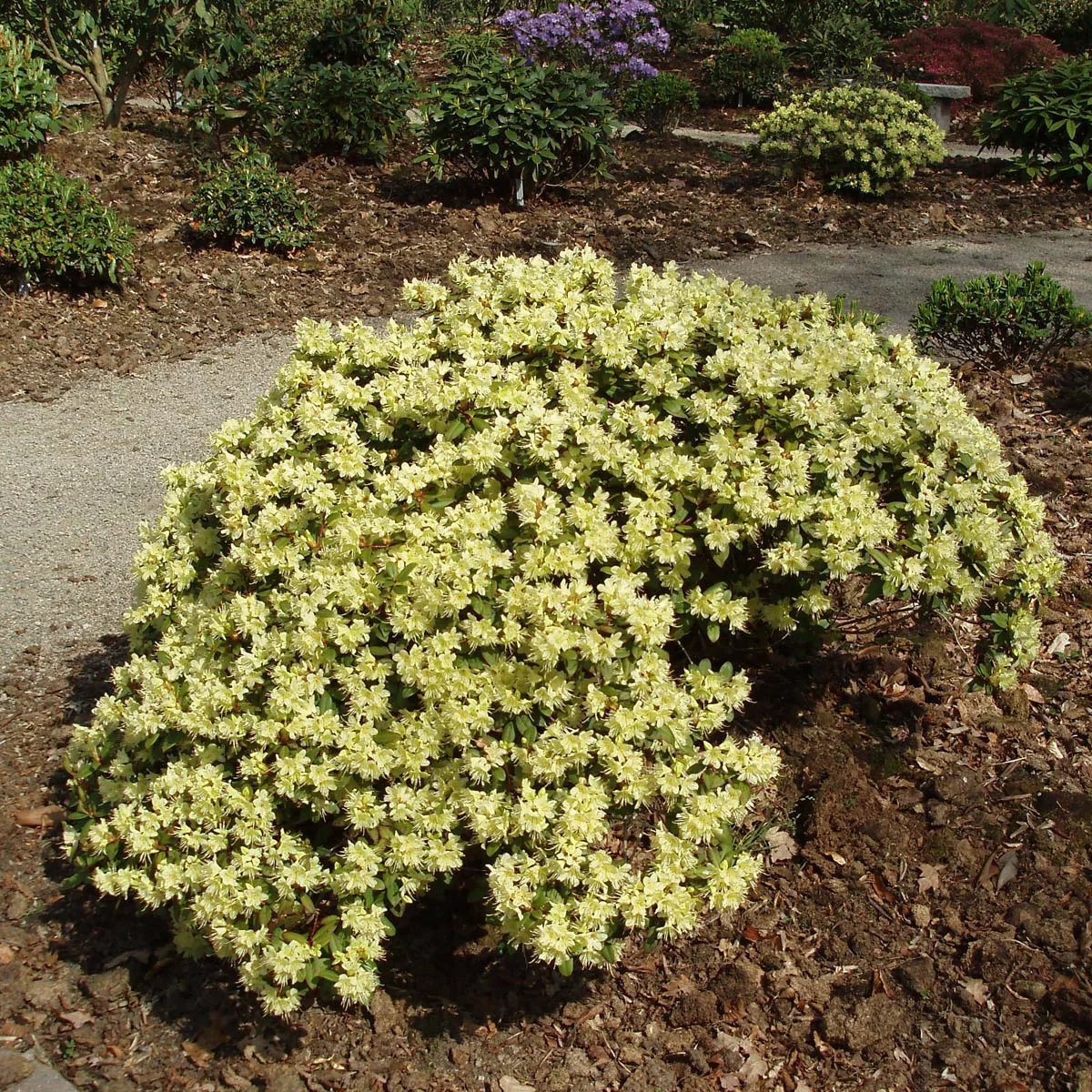 Keiskei-alpros 'Princess Anne' 2 liter 15-25 cm MPS