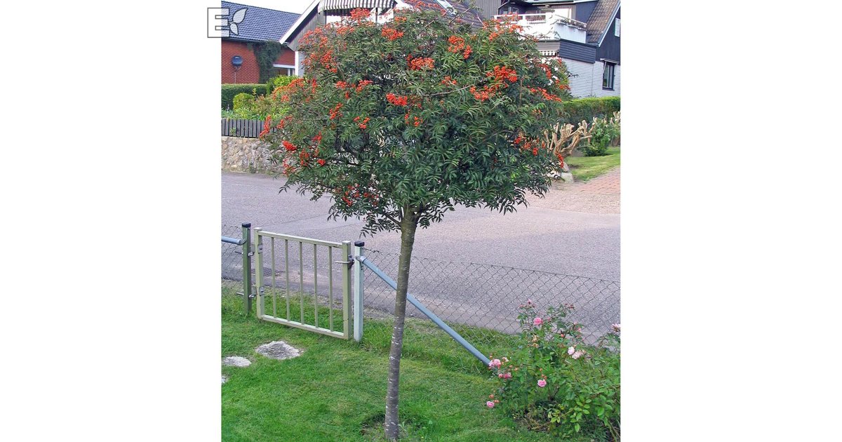 Japansk rönn 'Carmencita' E 150-200 cm E-planta/Från Sverige