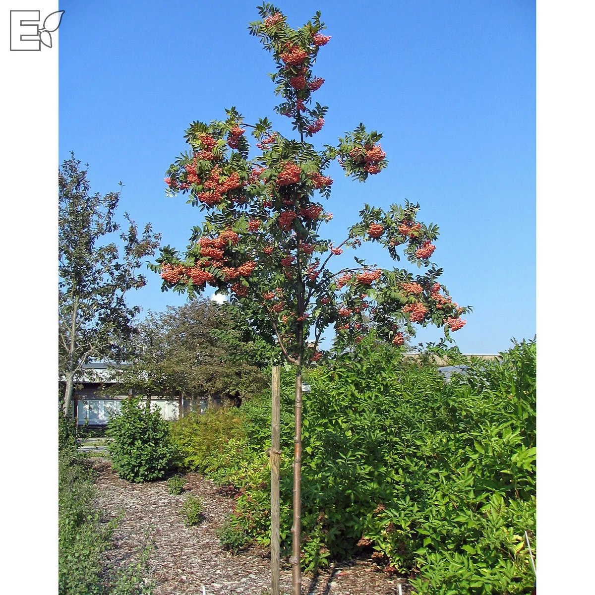 Rönn 'Rosmari' E 150-200 cm E-planta/Från Sverige