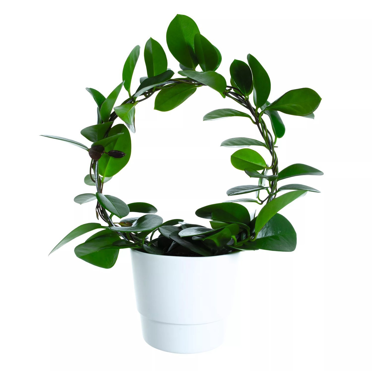 Produktbild på Australisk porslinsblomma