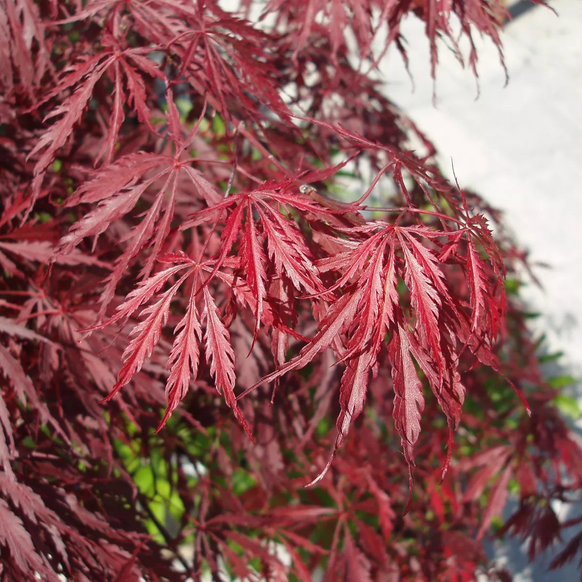 Flikbladig japansk lönn 'Garnet' 6.5 liter 80 MPS