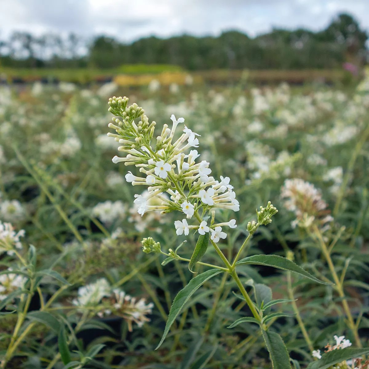 Produktbild på Buddleja FREE PETITE SNOW WHITE