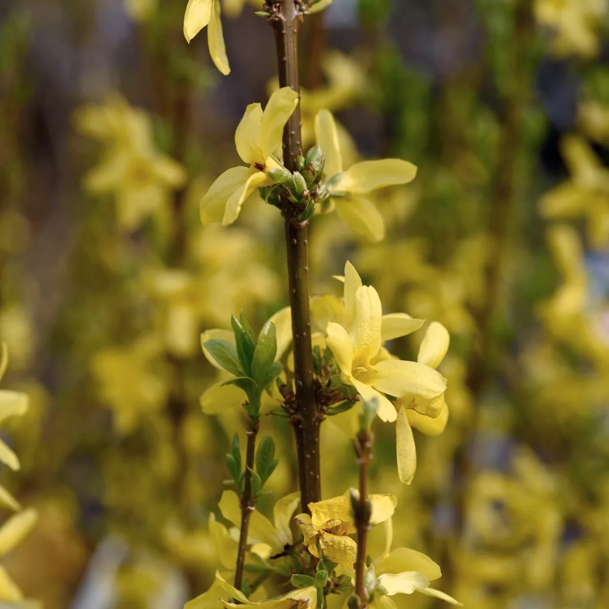 Produktbild på Hybridforsythia 'Lynwood'