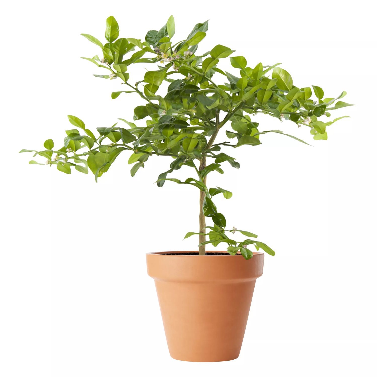 Produktbild på Papeda