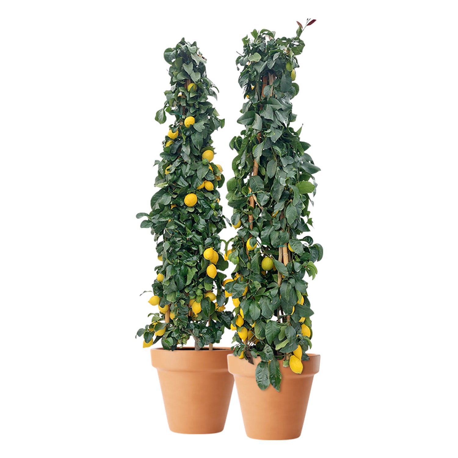 Produktbild på Citron