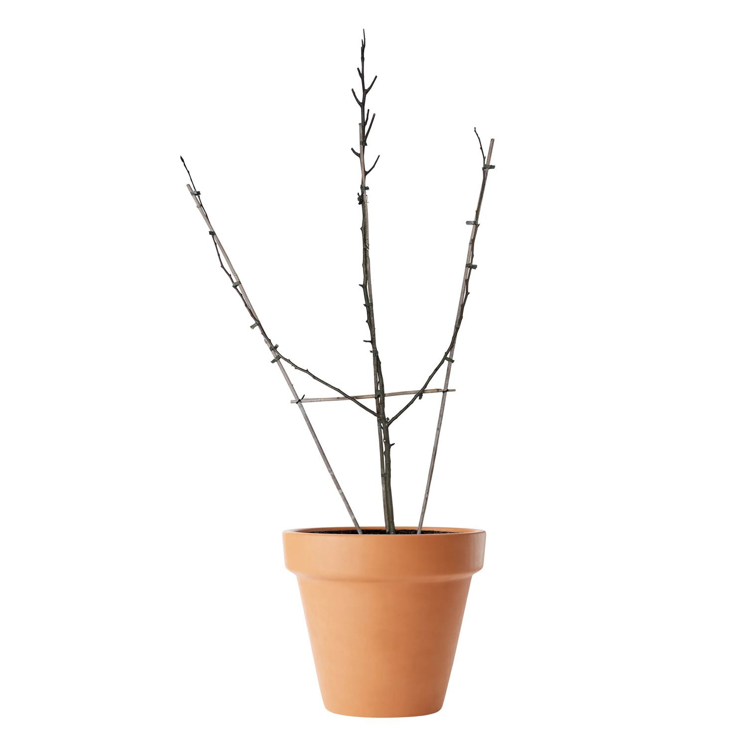 Produktbild 2 på Päronträd 'Augustipäron'