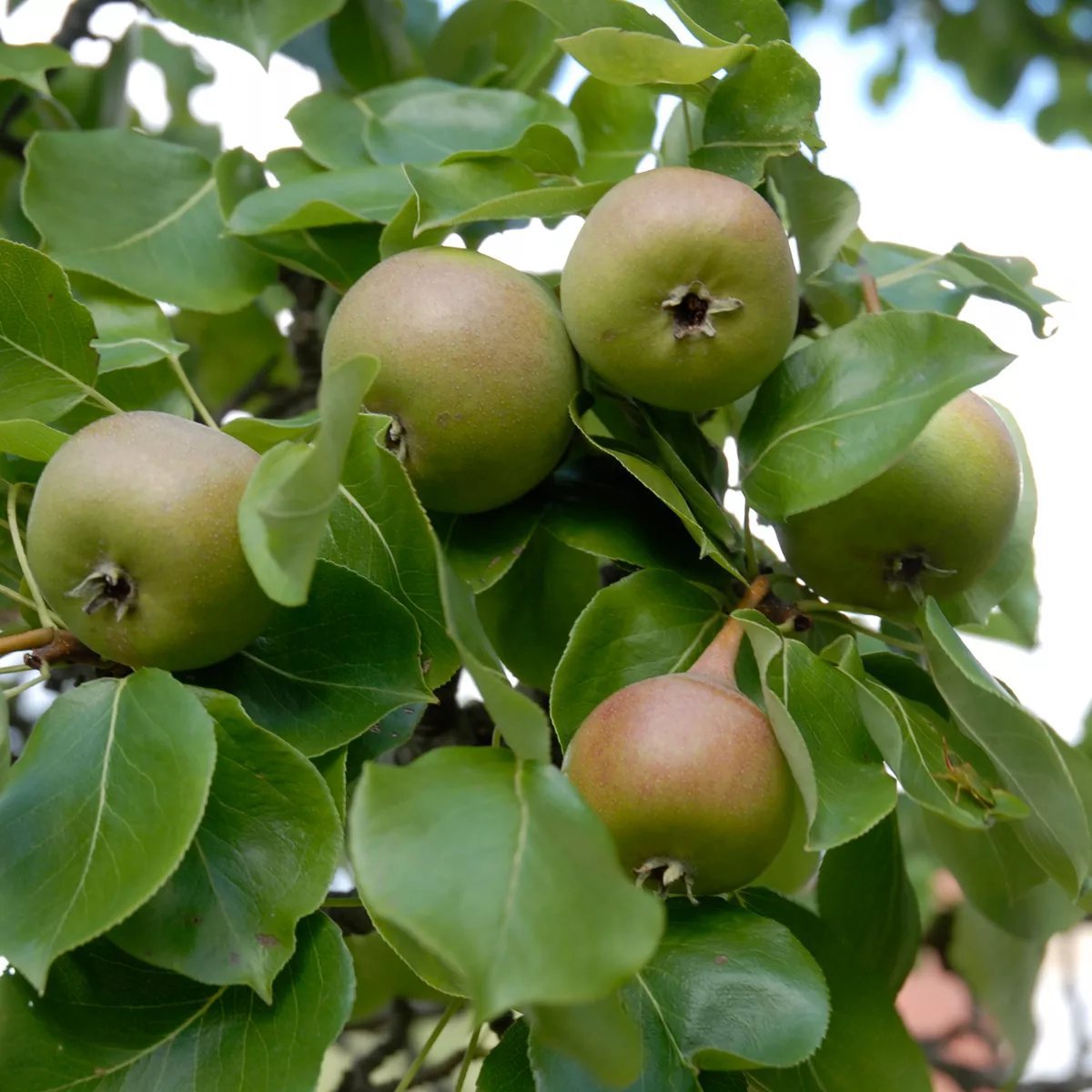 Produktbild 1 på Päronträd 'Augustipäron'